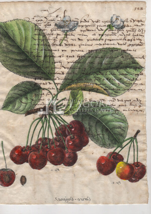 Frutta su carta manoscritta - immagine 7