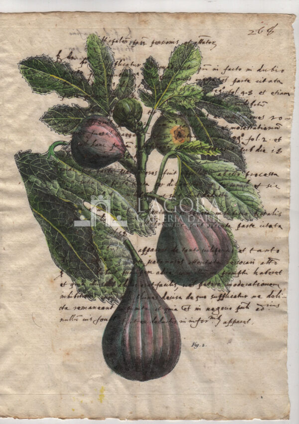 Frutta su carta manoscritta - immagine 8