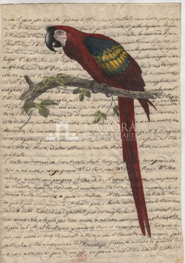 Uccelli su carta manoscritta - immagine 2