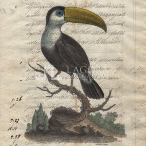 Birds on manuscript