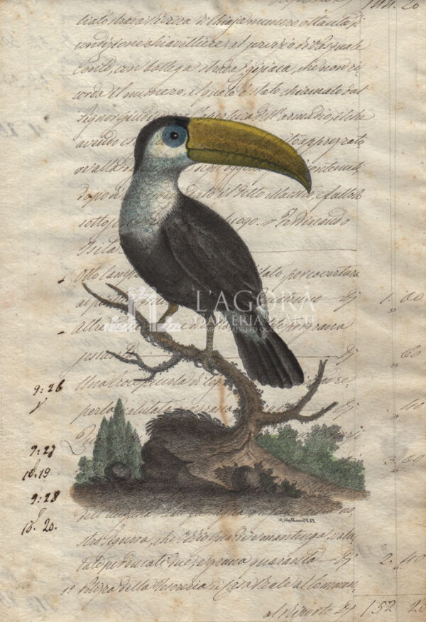 Uccelli su carta manoscritta