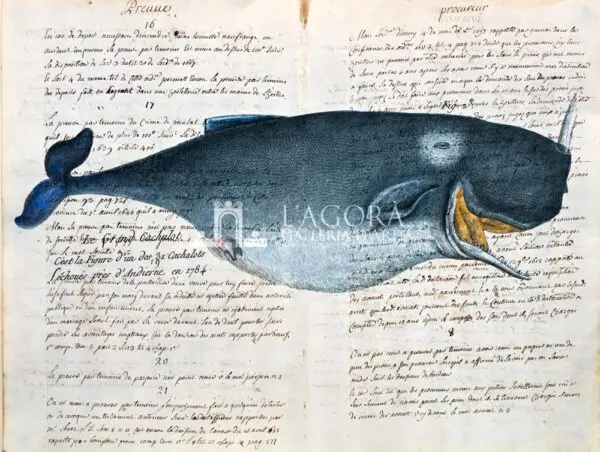Balene e delfini su carta manoscritta - immagine 4