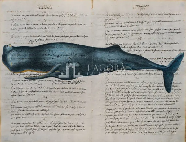Balene e delfini su carta manoscritta - immagine 5