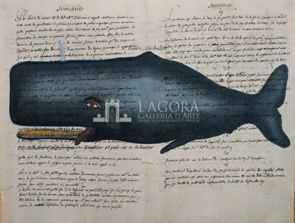 Balene e delfini su carta manoscritta - immagine 6