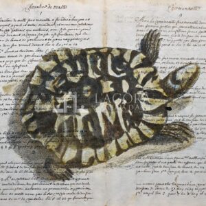 Turtles on manuscript