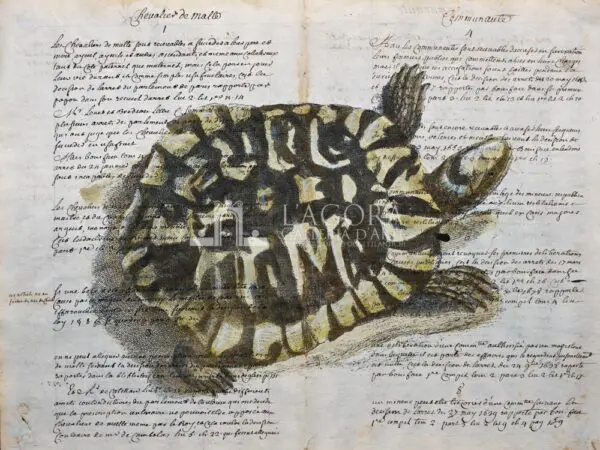 Tartarughe su carta manoscritta - immagine 2