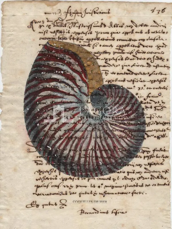 Conchiglie singole su carta manoscritta