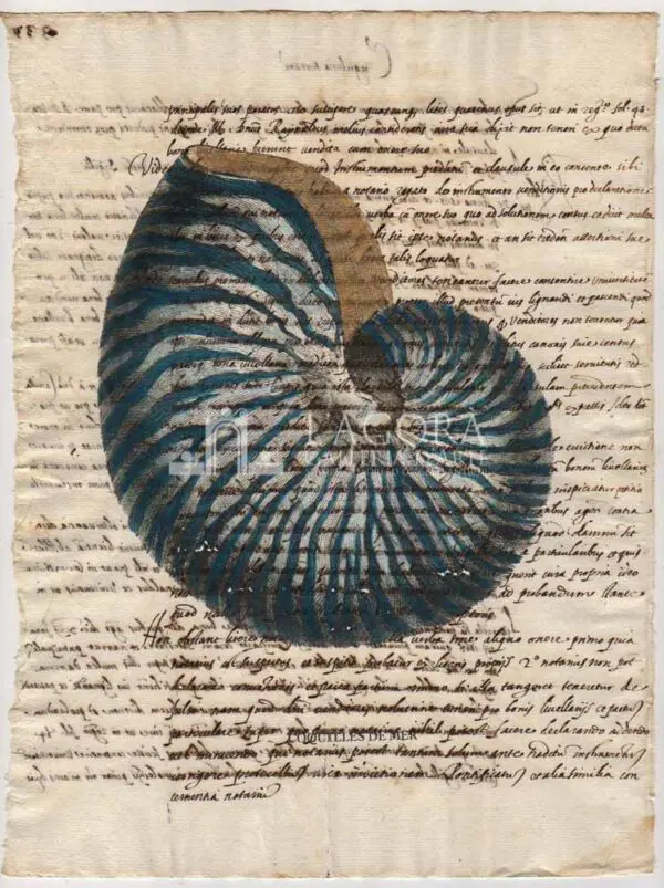 Conchiglie singole su carta manoscritta - immagine 6