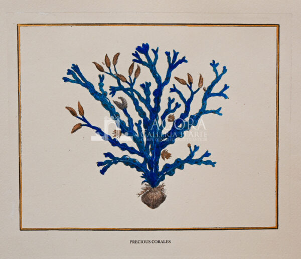 blue coral