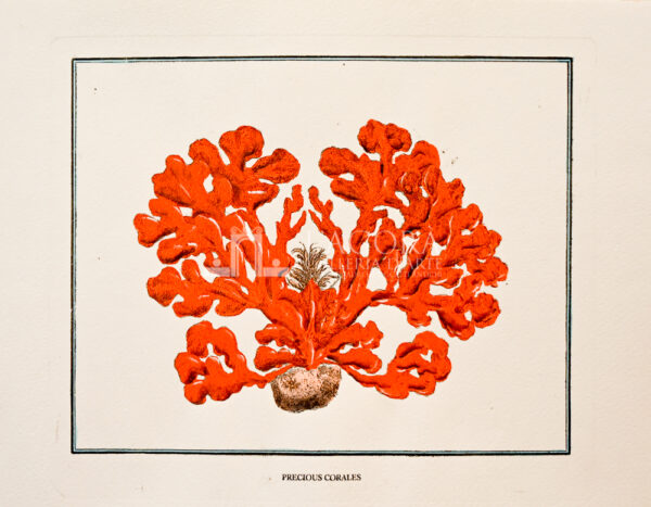 red coral