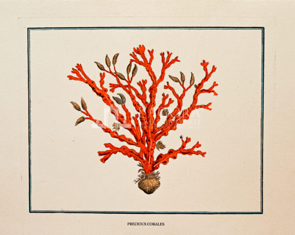 red corals