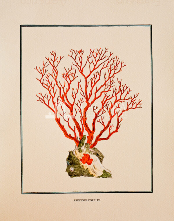 red coral