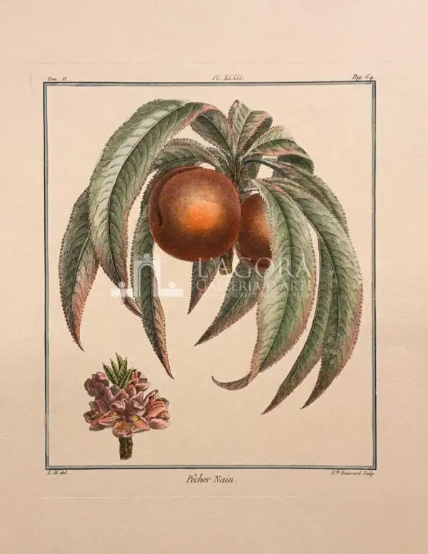 Frutta - immagine 2