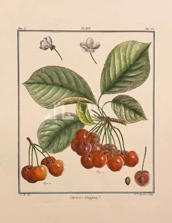Frutta - immagine 10