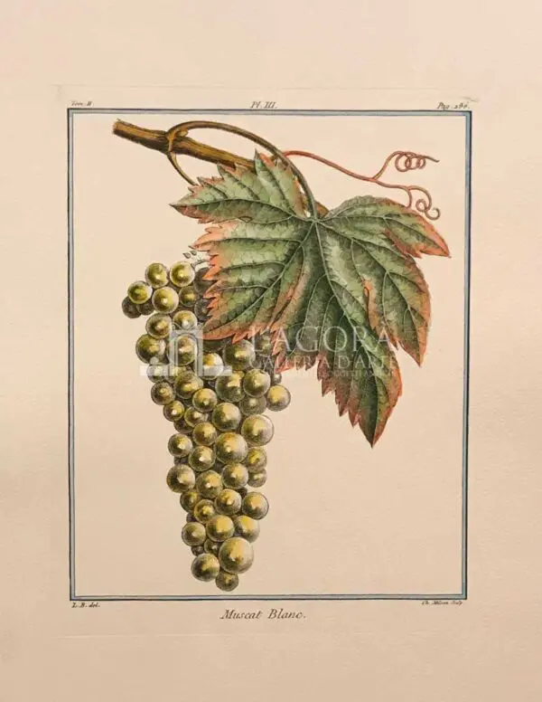 Frutta - immagine 3