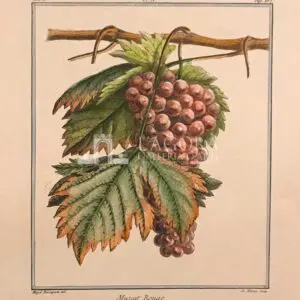 Fruit