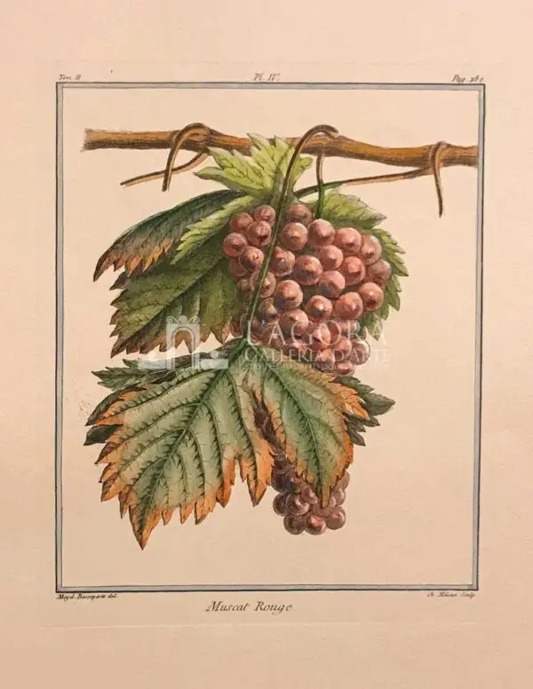 Frutta