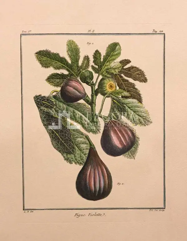 Frutta - immagine 4