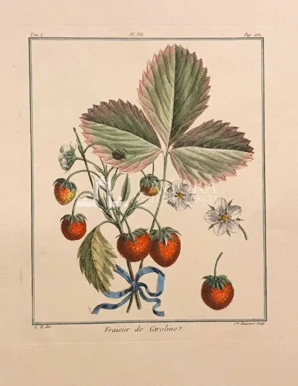 Frutta - immagine 5