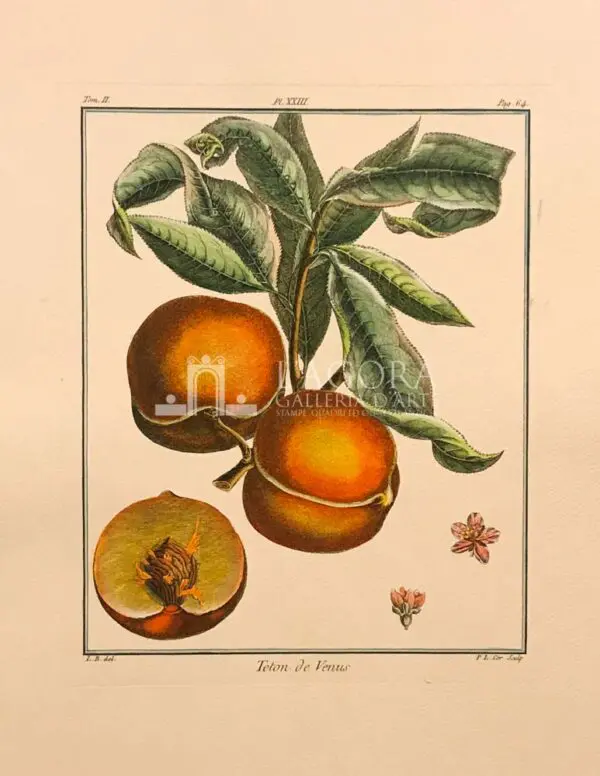 Frutta - immagine 6