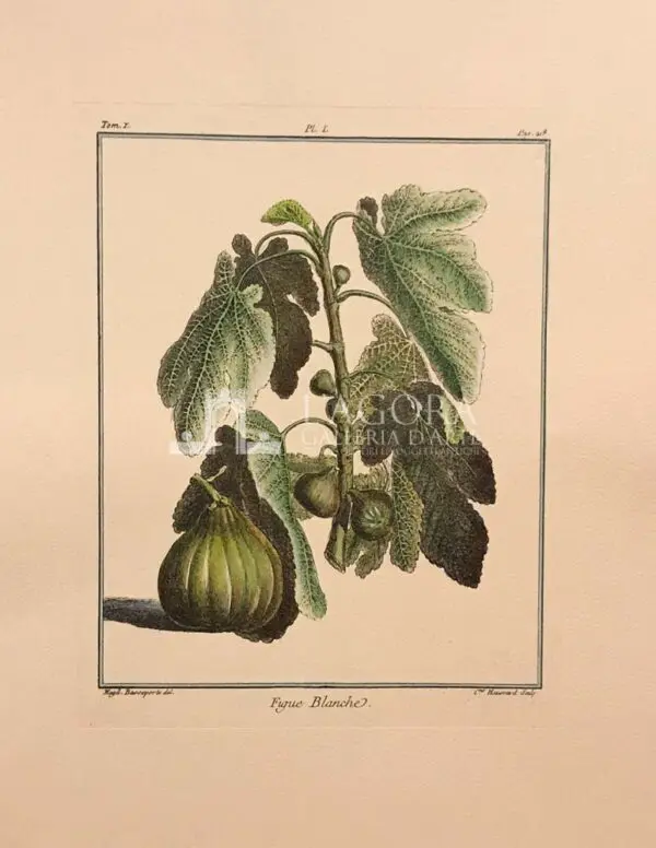 Frutta - immagine 7