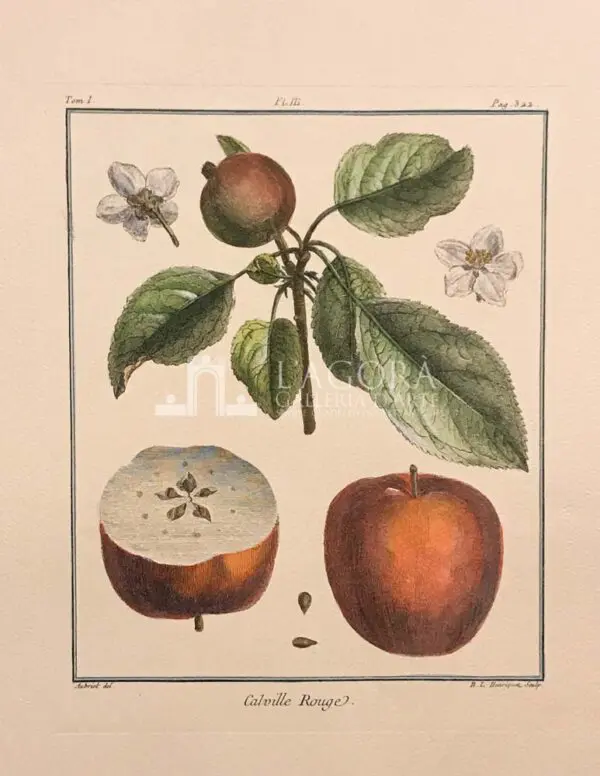 Frutta - immagine 8