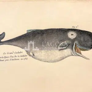 Balene su carta cotone