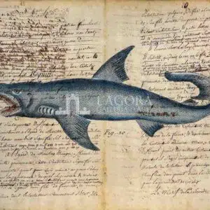 Sharks on manuscript