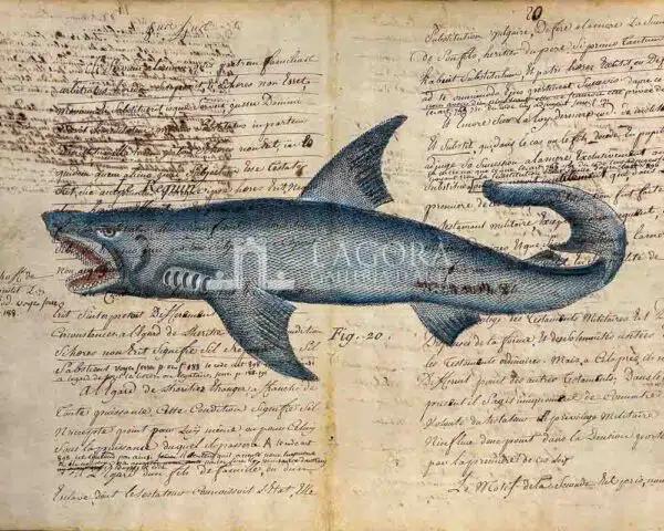 Squali su carta manoscritta - immagine 2
