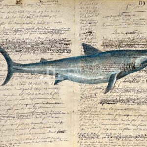 Sharks on manuscript