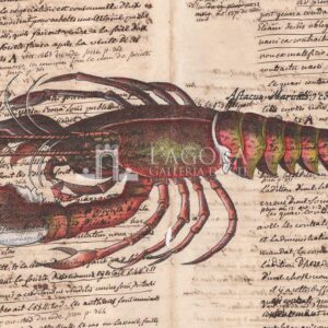 Crustacean on manuscript (Copia)