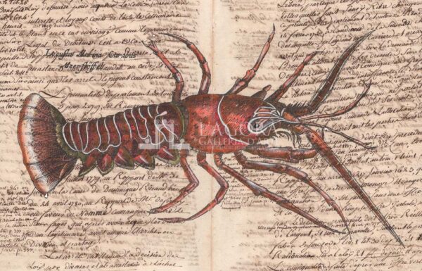 Crustacea