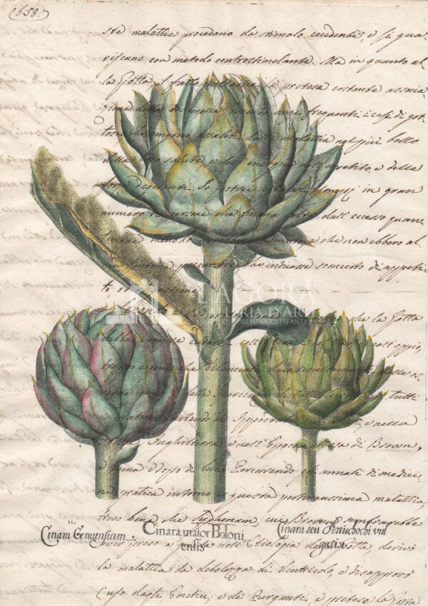 carciofi