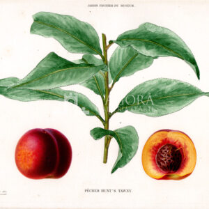 Pesche – Cromolitografia