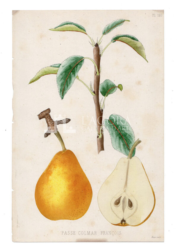 Jardin fruitier du Muséu