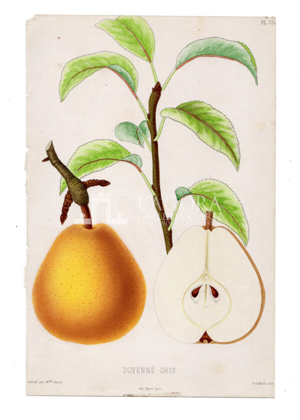 Jardin fruitier du Muséu