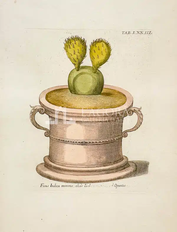 Opuntia Ficus Indica