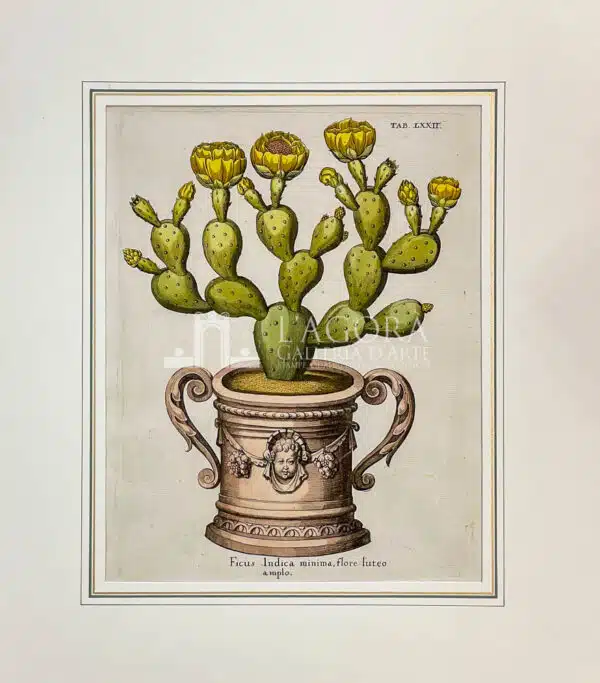 Opuntia ficus-indica