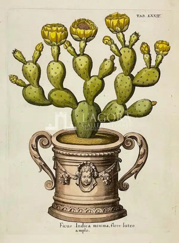 Opuntia ficus-indica