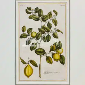 Limonellus, Lemon