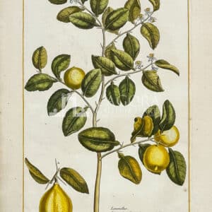 Limonellus, Pianta del Limone