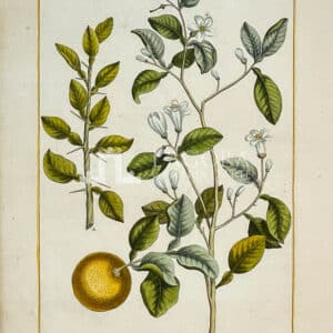 Aurantium Acidum, Arancio Amaro