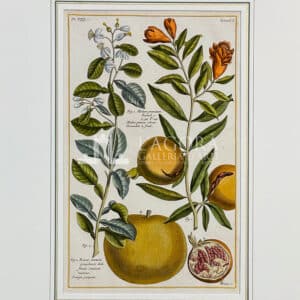 Malum Granatum – Ramus Aurantii, Melograno