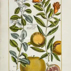 Malum Granatum – Ramus Aurantii, Melograno