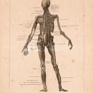 Anatomia, G. Zuliani TAV. VI