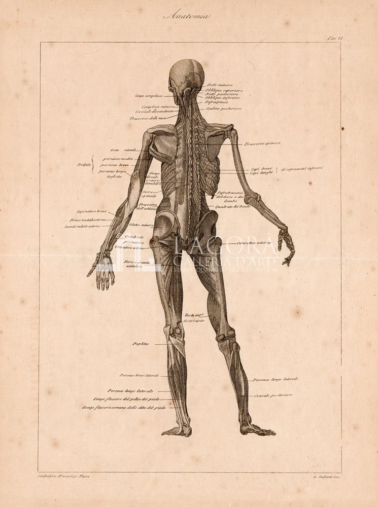 Anatomia, G. Zuliani TAV. VI - Galleria d'arte L'Agora Taormina
