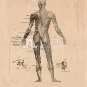 Anatomia, G. Zuliani TAV. 4