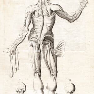 Muscles Myology engraving TAV. 35