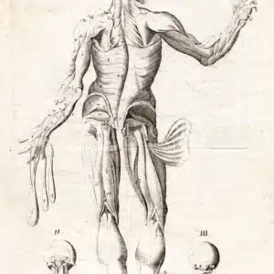 Muscles Myology engraving TAV. 35