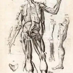 Muscles Myology engraving TAV. 37